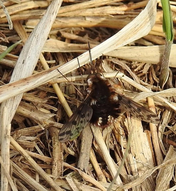 Triplasius pictus