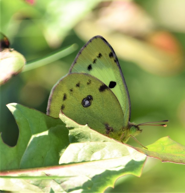 Colias erate - csángó-kéneslepke