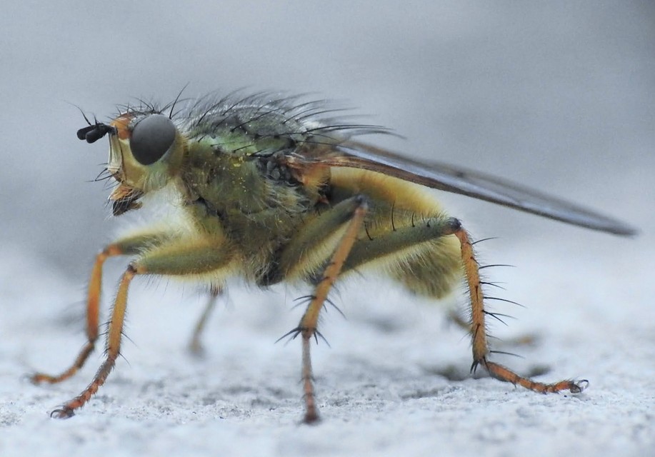 Scathophaga stercoraria - közönséges trágyalégy