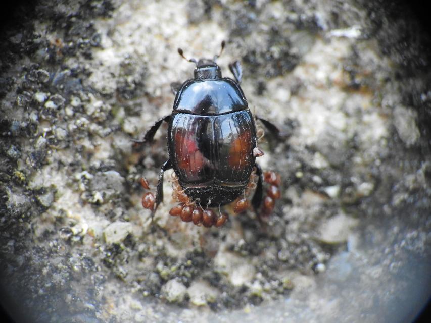 Margarinotus purpurascens - vöröslő sutabogár