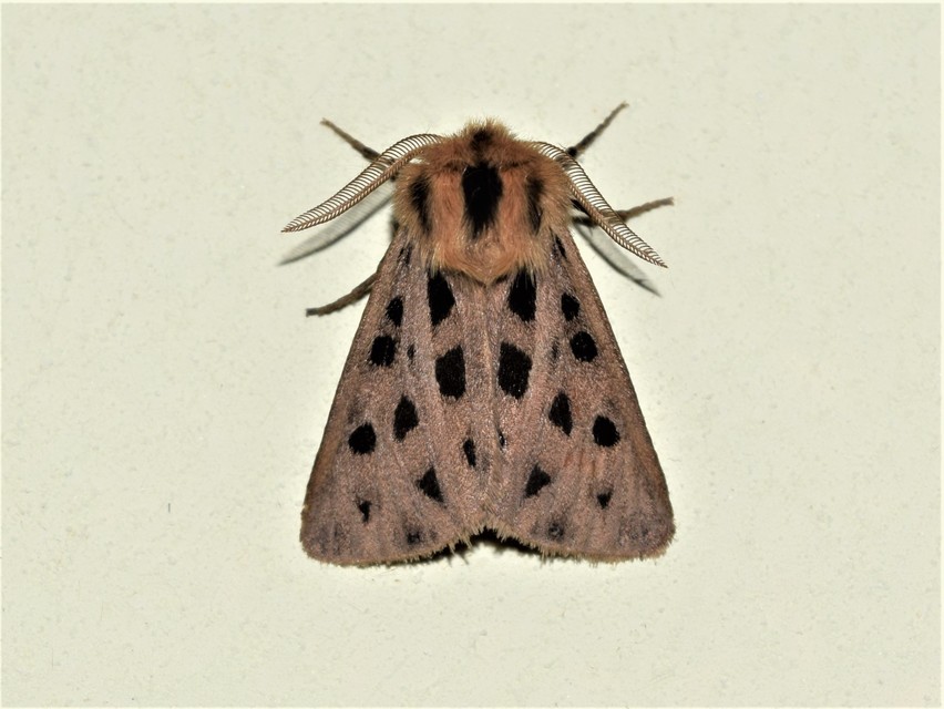 Chelis maculosa - foltos medvelepke