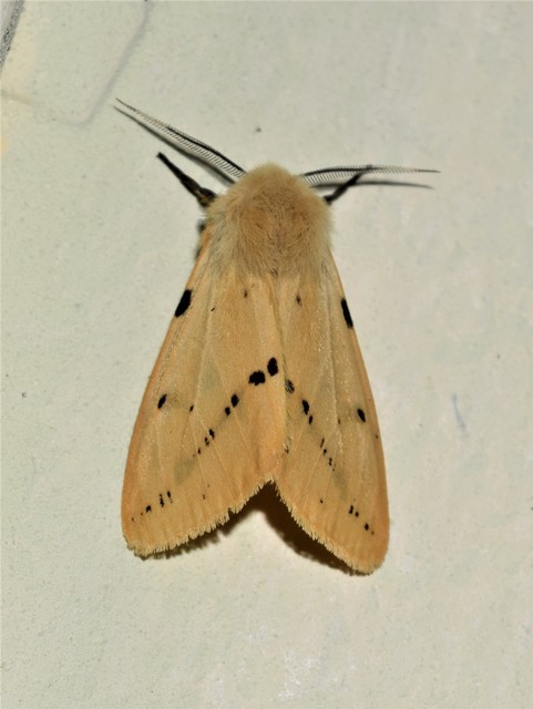 Spilarctia lutea - sárgás medvelepke