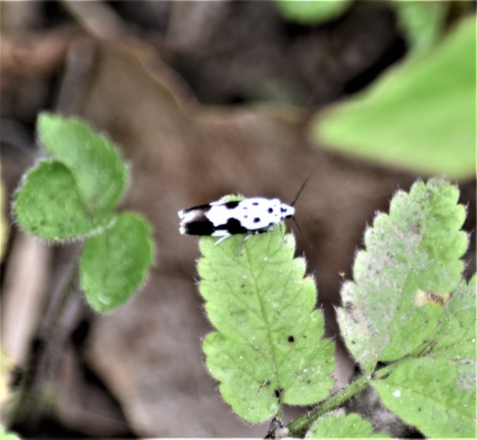 Ethmia quadrillella - gyászos feketemoly