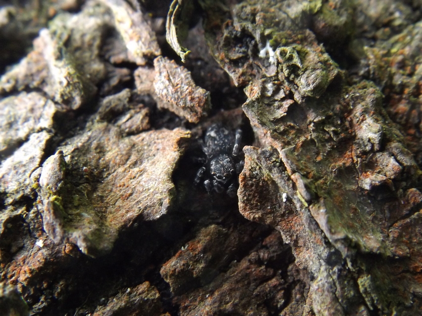Attulus pubescens - bozontos ugrópók