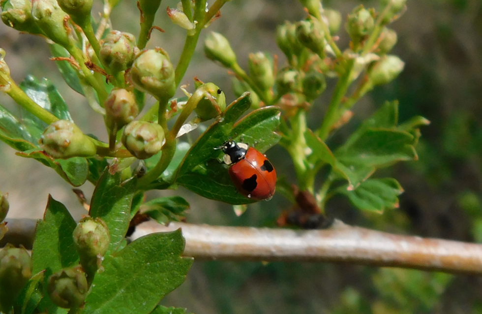 Adalia bipunctata - kétpettyes katica