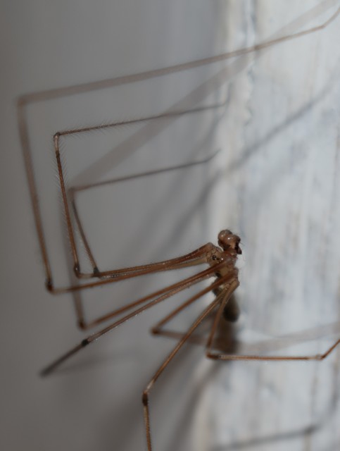 Pholcus phalangioides - nagy álkaszáspók Pholcus phalangioides - nagy álkaszáspók
