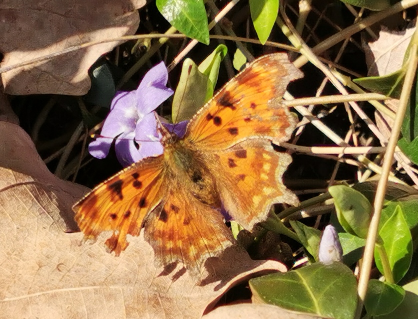Nymphalis c-album - C-betűs lepke