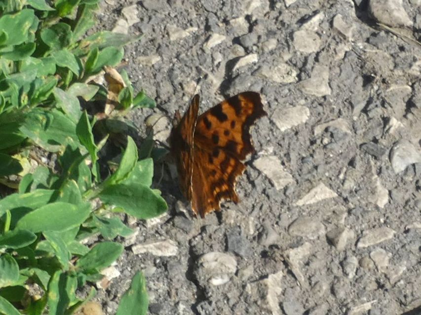 Nymphalis c-album - C-betűs lepke