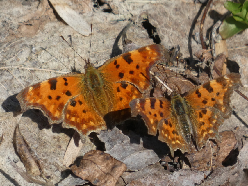 Nymphalis c-album - C-betűs lepke