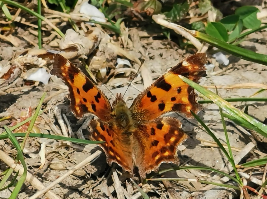 Nymphalis c-album - C-betűs lepke