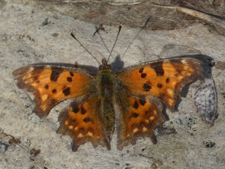 Nymphalis c-album - C-betűs lepke