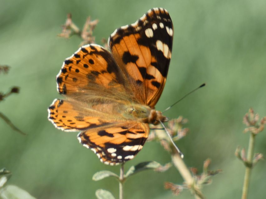 Vanessa cardui - bogáncslepke