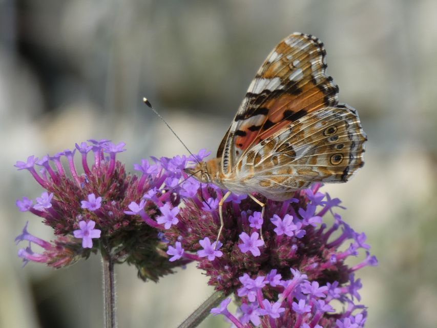 Vanessa cardui - bogáncslepke