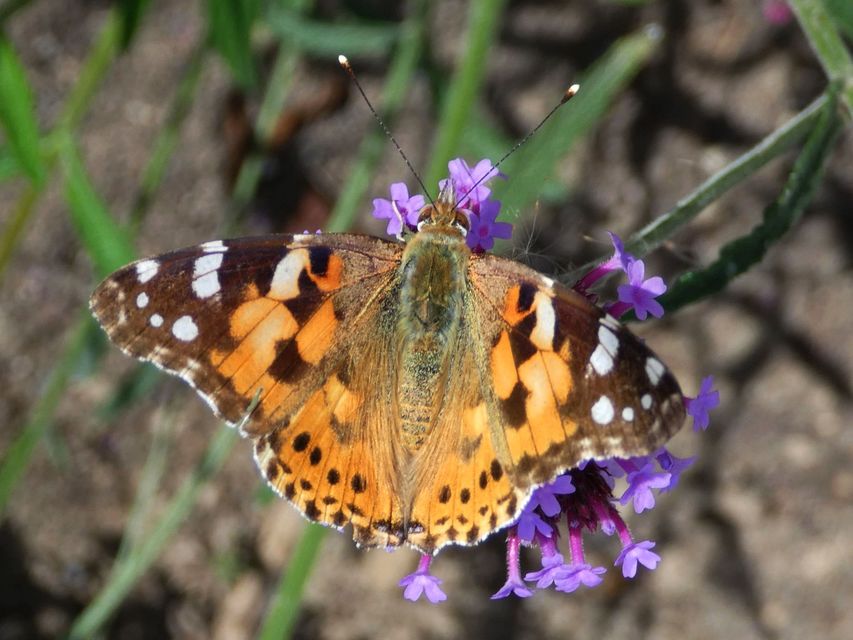 Vanessa cardui - bogáncslepke
