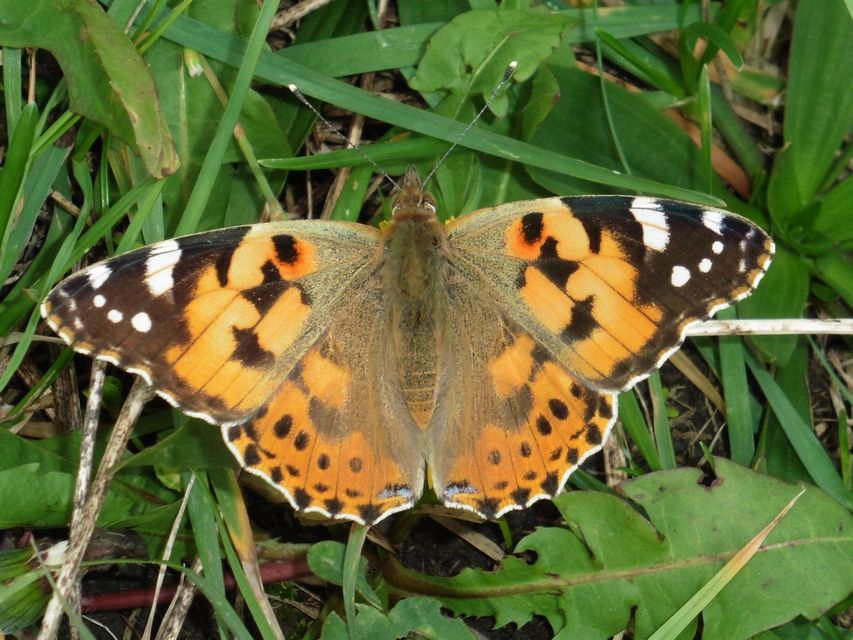 Vanessa cardui - bogáncslepke