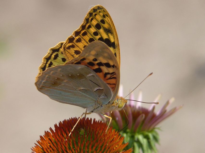 Argynnis pandora - zöldes gyöngyházlepke
