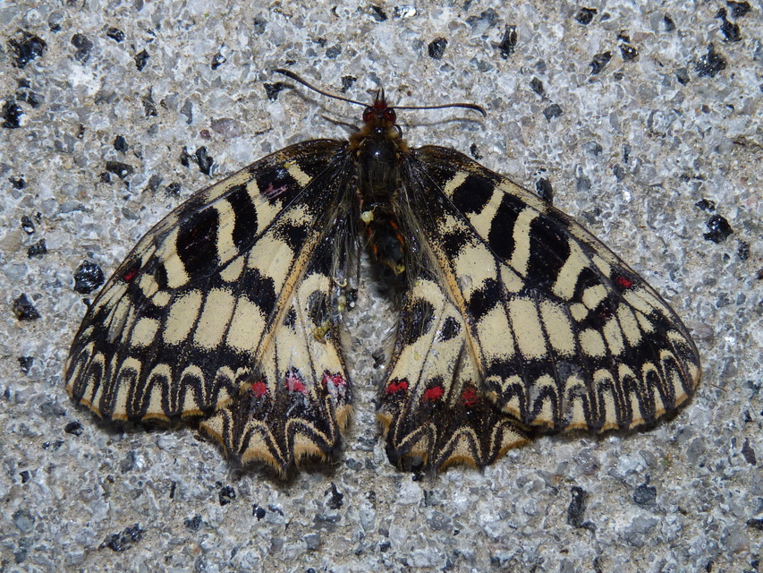 Zerynthia polyxena - farkasalmalepke
