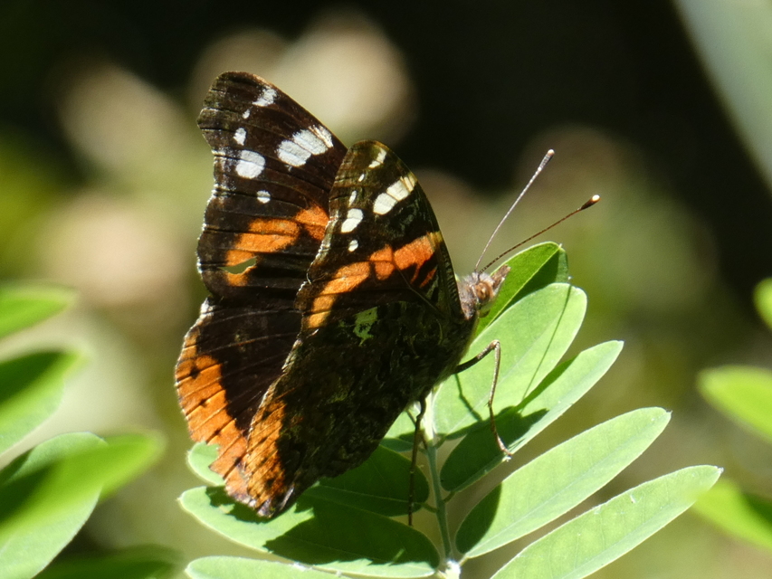Vanessa atalanta - atalantalepke
