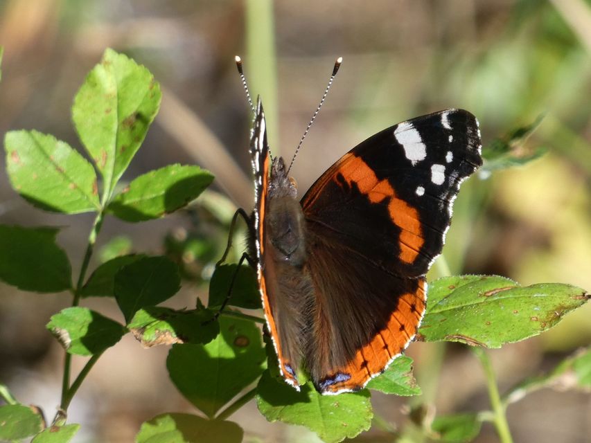 Vanessa atalanta - atalantalepke