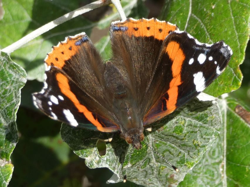 Vanessa atalanta - atalantalepke