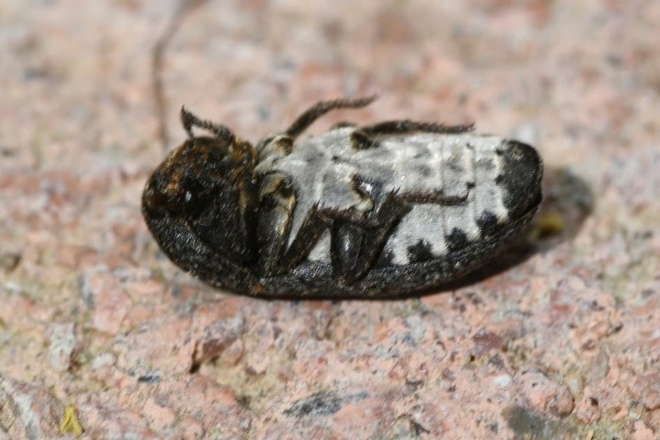 Dermestes laniarius - gyászos porva