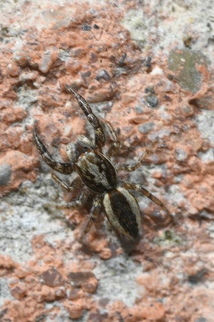 Pseudicius encarpatus - kéregugrópók