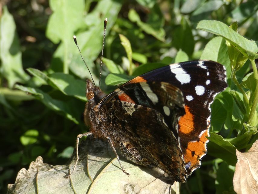Vanessa atalanta - atalantalepke