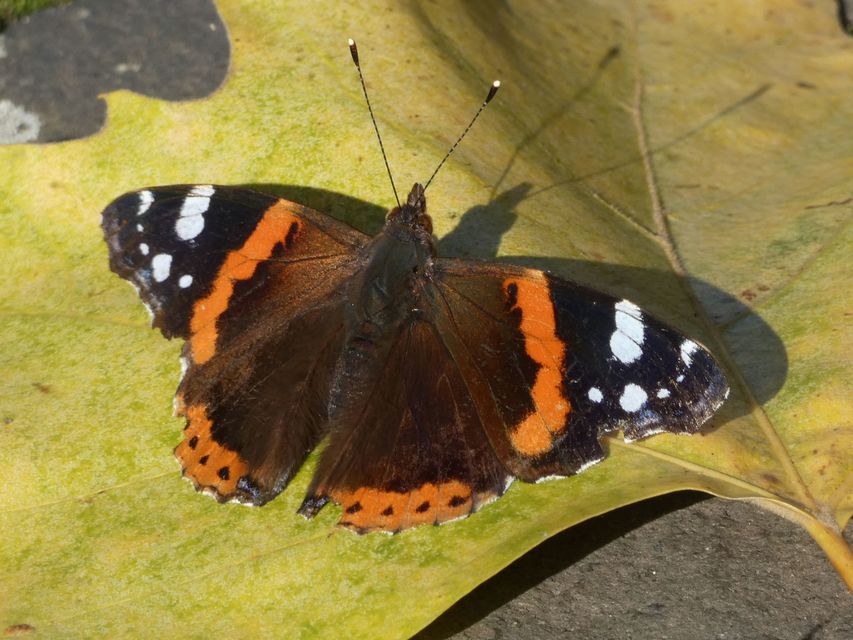 Vanessa atalanta - atalantalepke