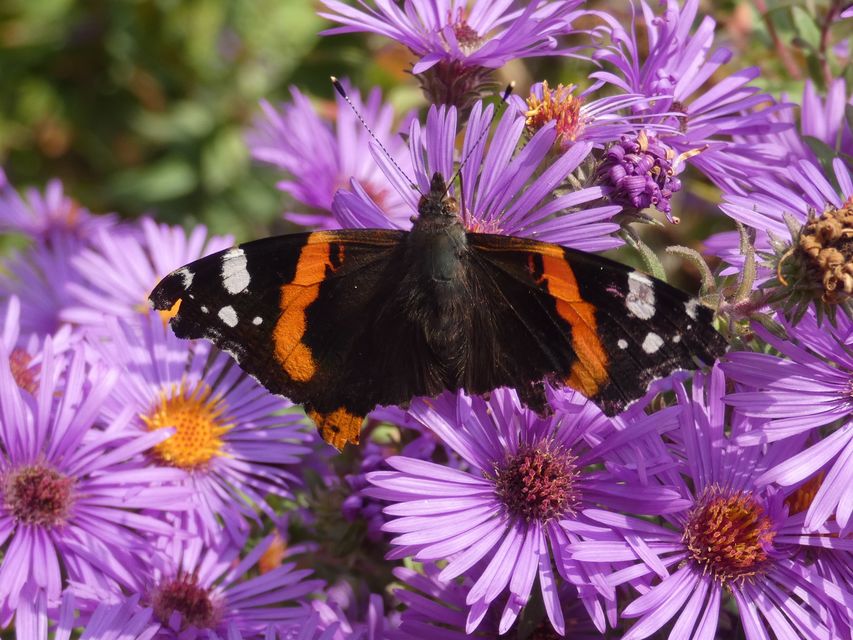 Vanessa atalanta - atalantalepke