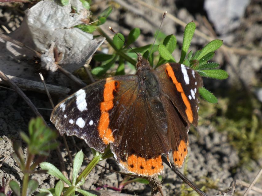 Vanessa atalanta - atalantalepke