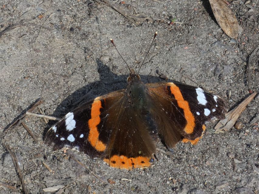 Vanessa atalanta - atalantalepke