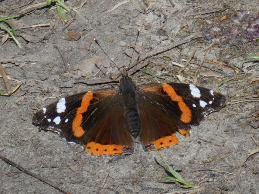 Vanessa atalanta - atalantalepke