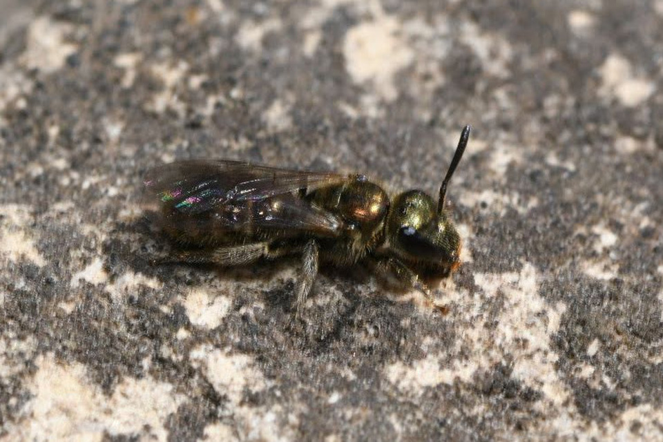 Lasioglossum