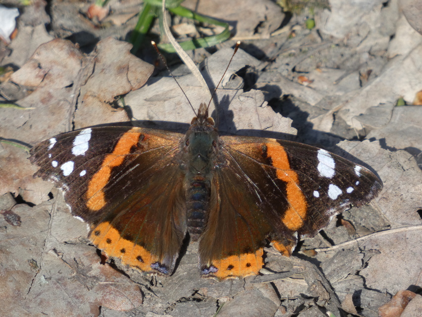 Vanessa atalanta - atalantalepke