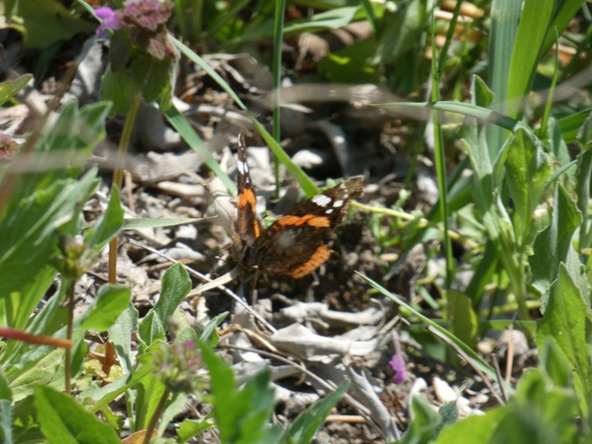 Vanessa atalanta - atalantalepke