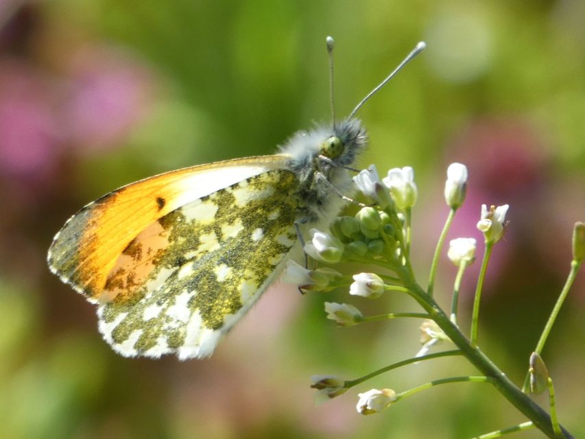 Anthocharis cardamines - hajnalpírlepke