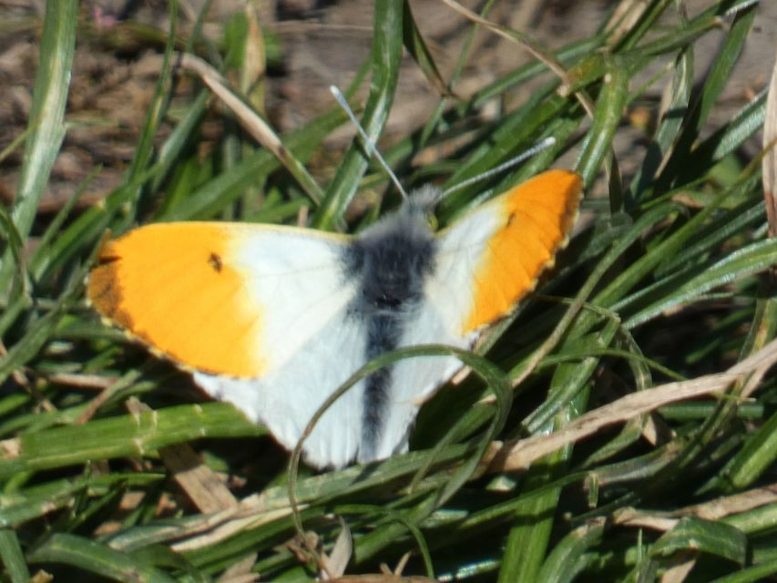 Anthocharis cardamines - hajnalpírlepke
