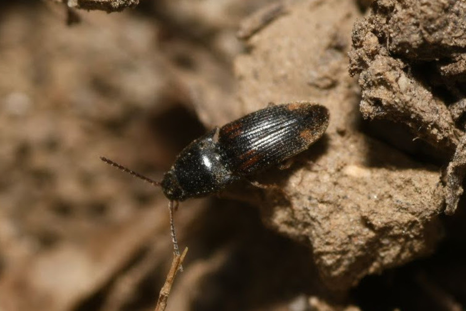 Drasterius bimaculatus - változékony pattanó