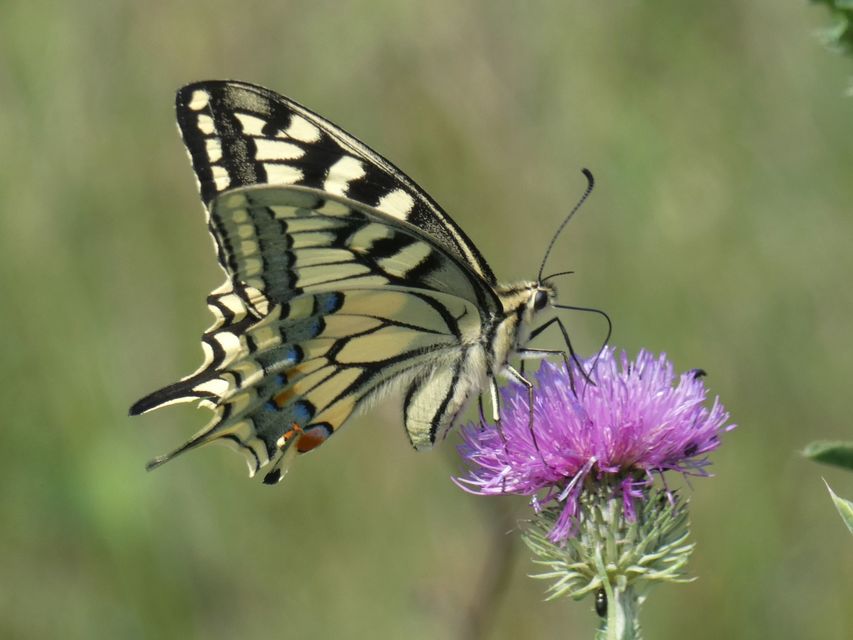 Papilio machaon - fecskefarkú lepke