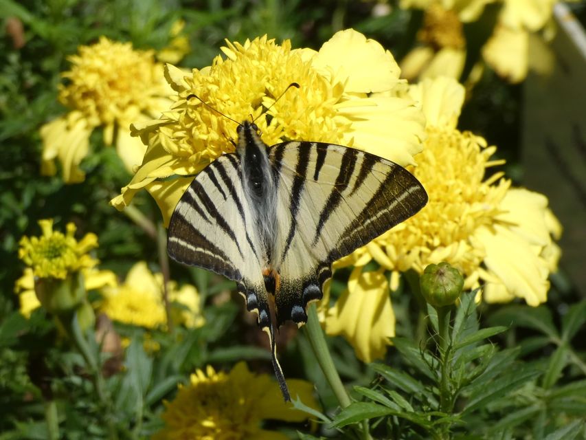 Iphiclides podalirius - kardoslepke