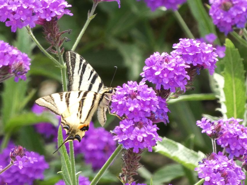 Iphiclides podalirius - kardoslepke