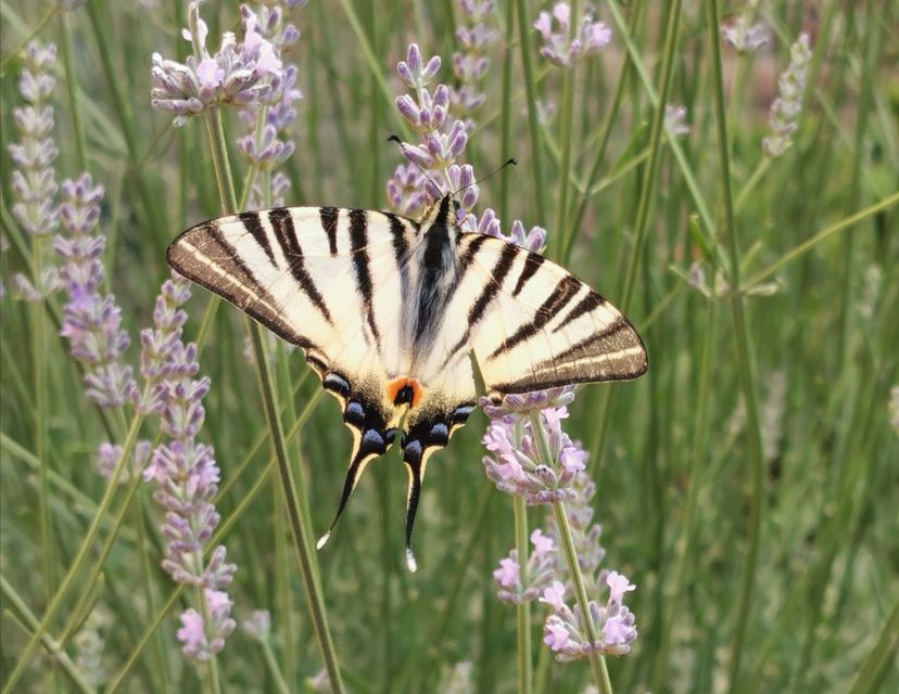 Iphiclides podalirius - kardoslepke