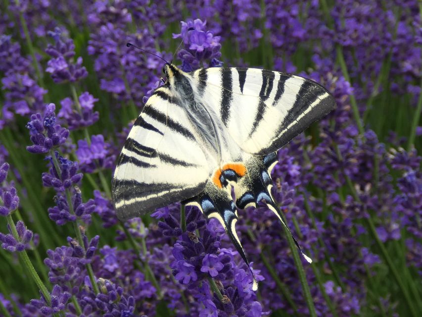 Iphiclides podalirius - kardoslepke