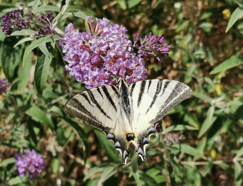 Iphiclides podalirius - kardoslepke