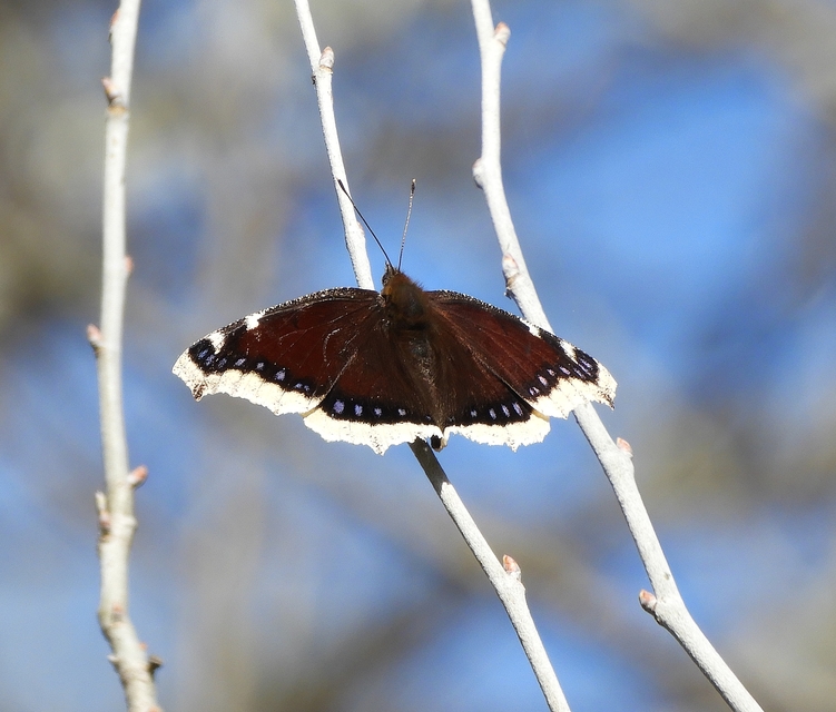 Nymphalis antiopa - gyászlepke