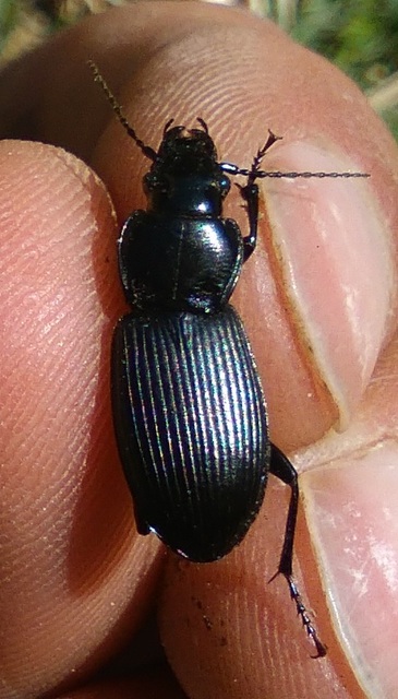 Pterostichus melanarius - közönséges gyászfutó