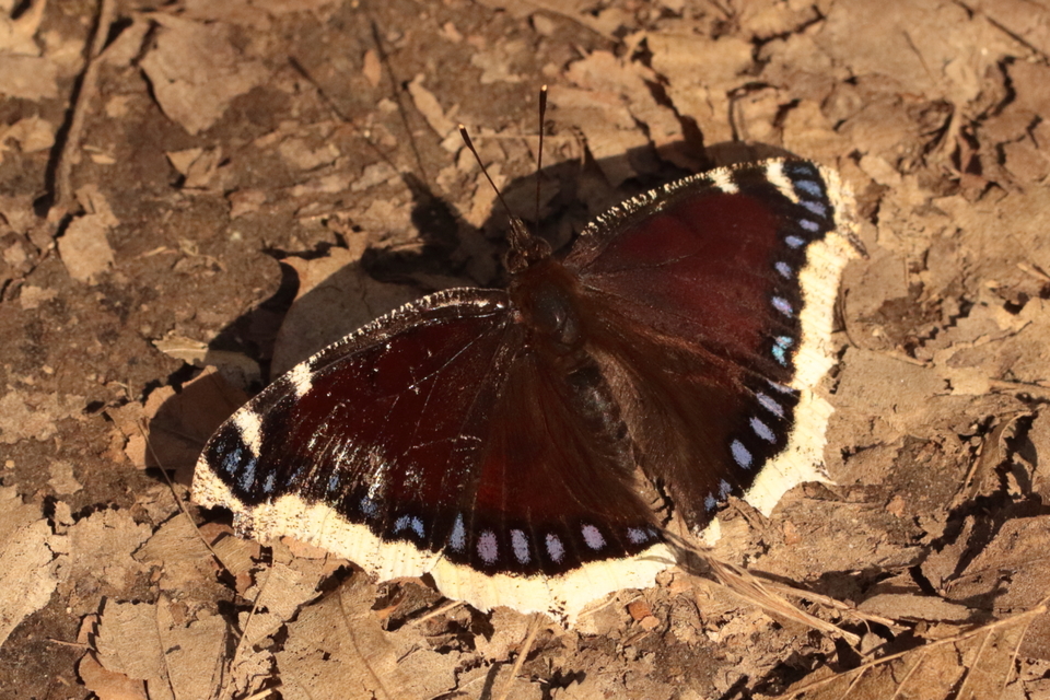 Nymphalis antiopa - gyászlepke