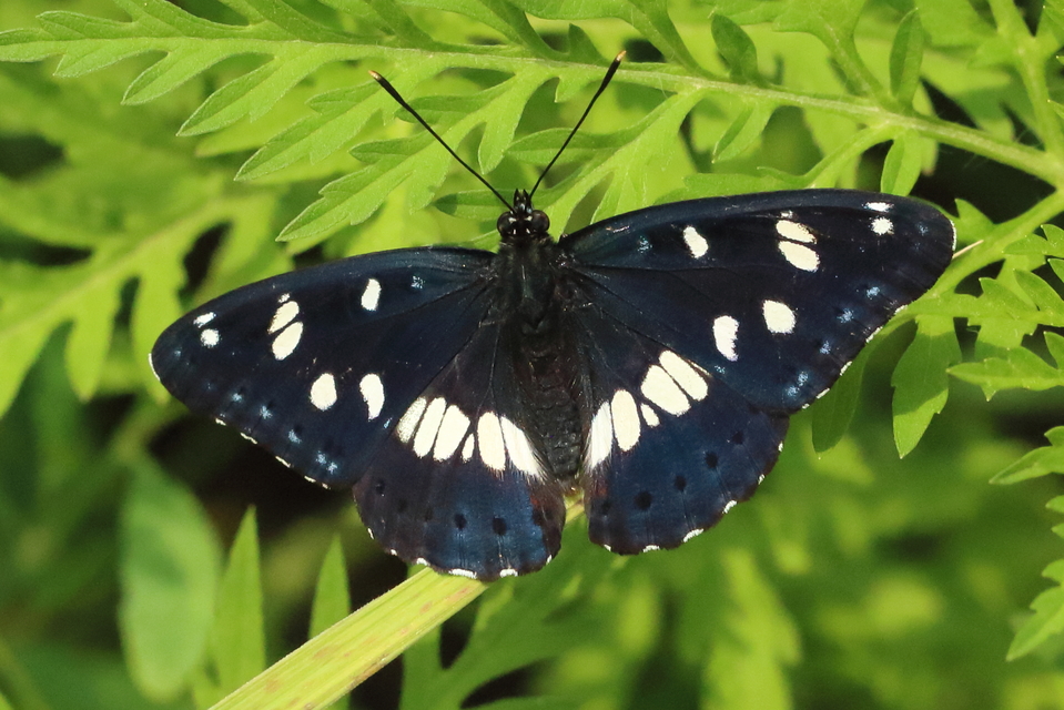 Limenitis reducta - kék lonclepke
