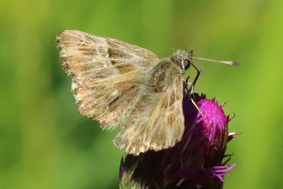 Carcharodus floccifera - pemetefű-busalepke