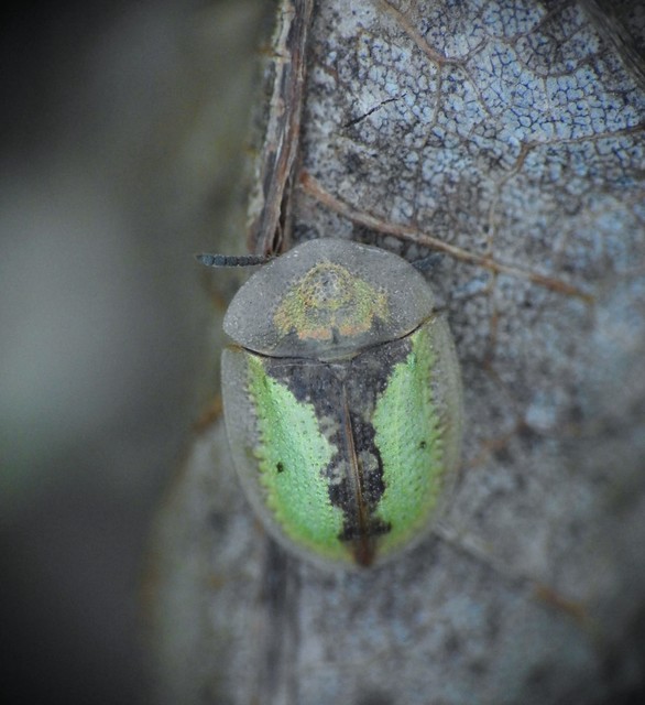 Cassida vibex - szőrös pajzsbogár